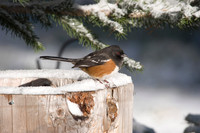 Spotted Towhee