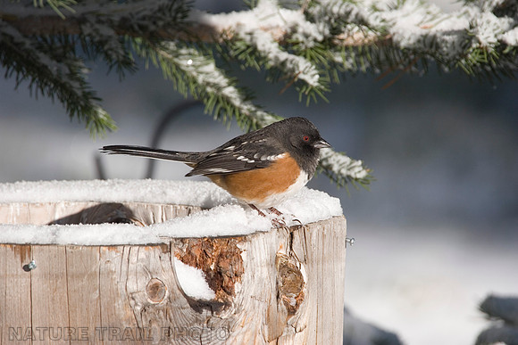Spotted Towhee