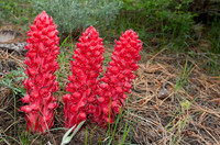 Snow Flowers