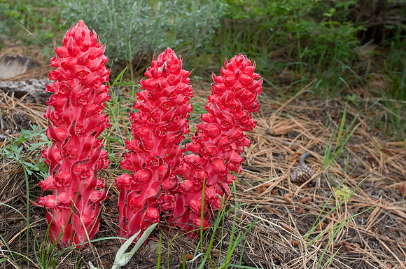 Snow Flowers