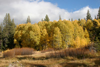 Cold Stream Aspens
