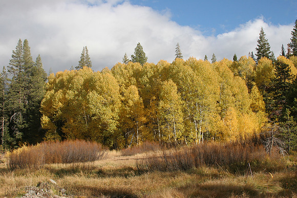 Cold Stream Aspens