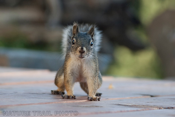 Our Friend Douglas
