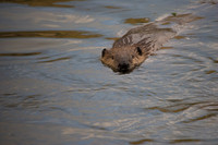 Beaver