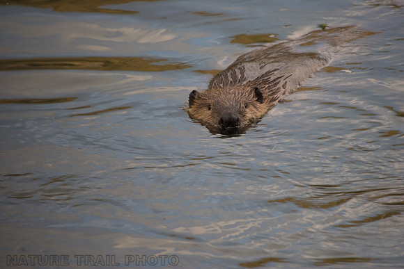 Beaver