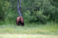Large Black Bear