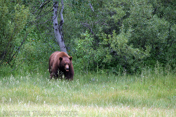 Large Black Bear