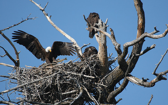 Bald Eagles Nest