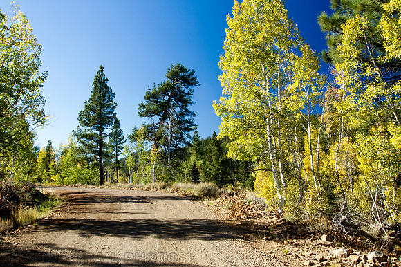 Leaning Pine