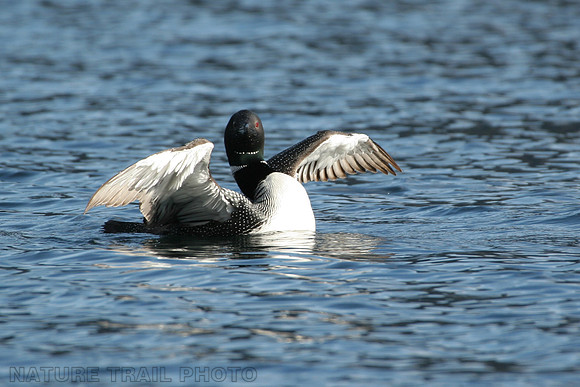 Loon