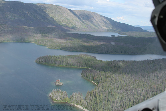 Tesla  Lake