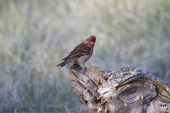 Cassin's Finch