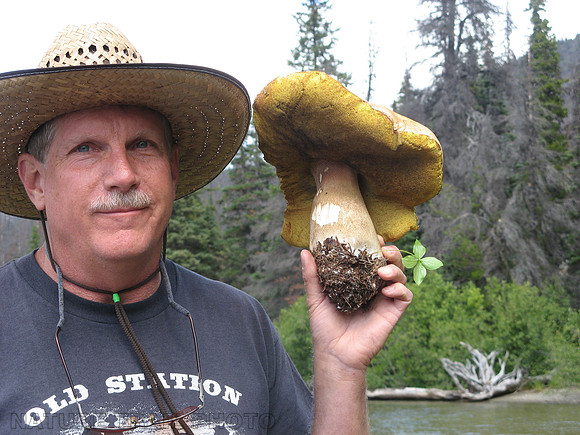 Mushroom