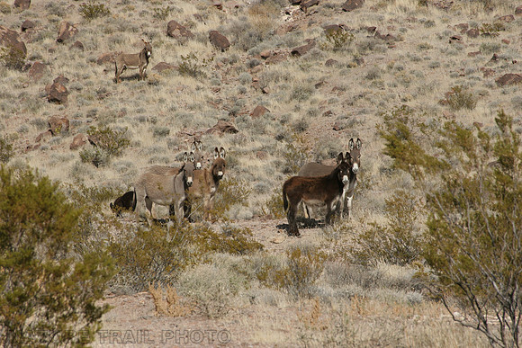 Wild Burros