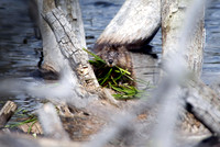 Muskrat/Beaver?