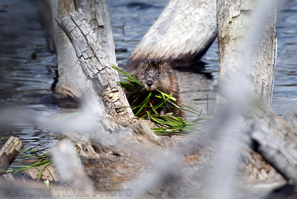 Muskrat/Beaver?