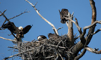 Three Bald Eagles