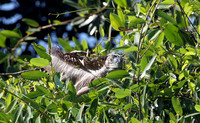 Sunning Iguana