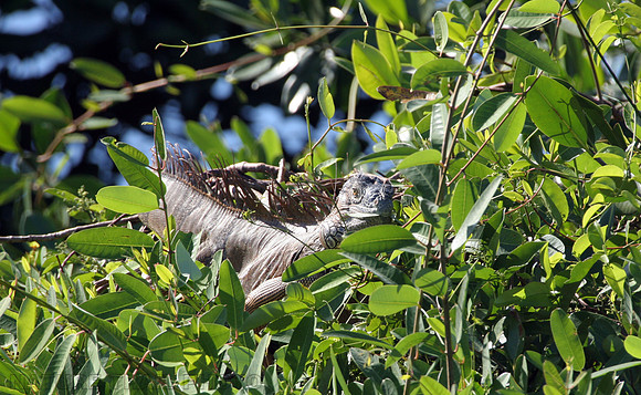 Sunning Iguana