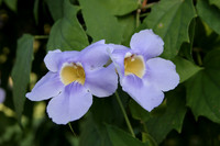Hotel Flower