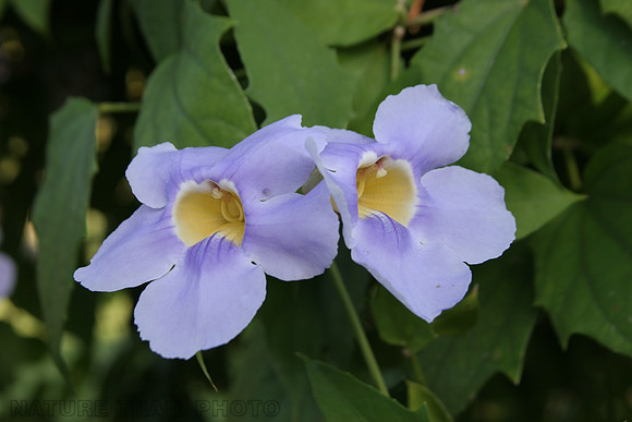 Hotel Flower