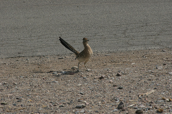 Road Runner