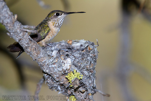 Rufous Hummingbird