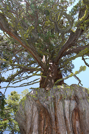 Western Juniper