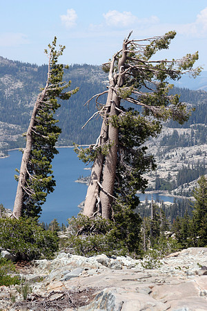 Wind Formed Lodge Poles