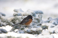 Spotted Towhee