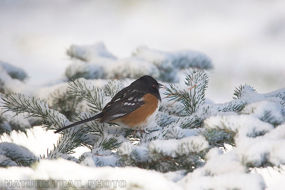 Spotted Towhee