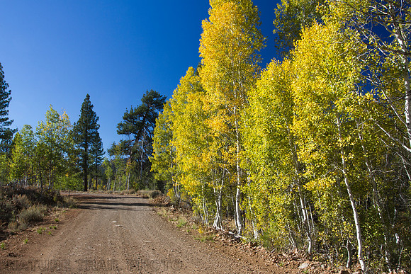 Aspen Color