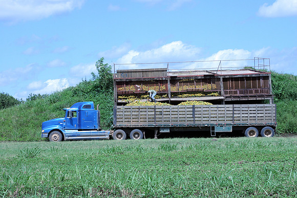 Truck Loading Oranges