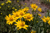 Bigelow's Sneezeweed