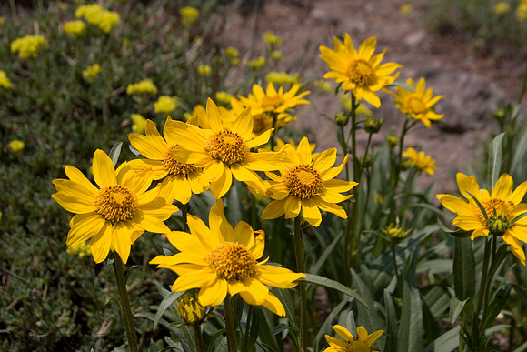 Bigelow's Sneezeweed