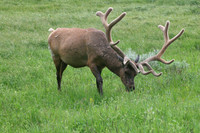 Bull Elk