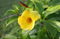 Hotel Flower
