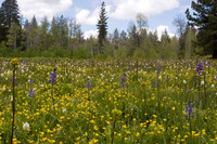 Wildflower Meadow