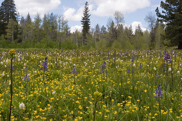 Wildflower Meadow