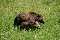 Grizzly Bears