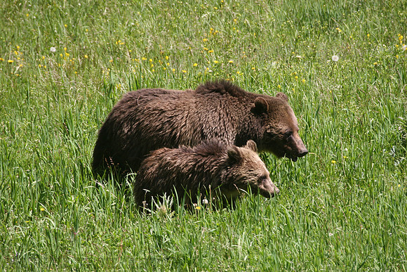 Grizzly Bears