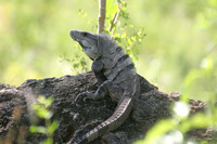 Iguana