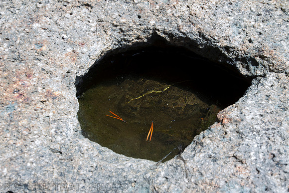 Boreal Toad