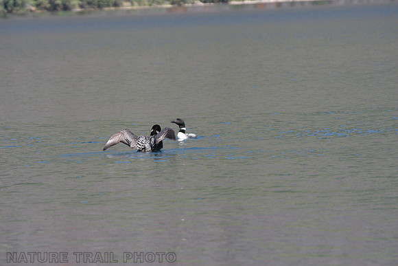 Olaf Lake Loons