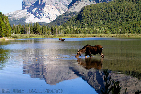 Fishercap Lake Moose