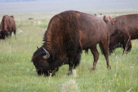 Bison