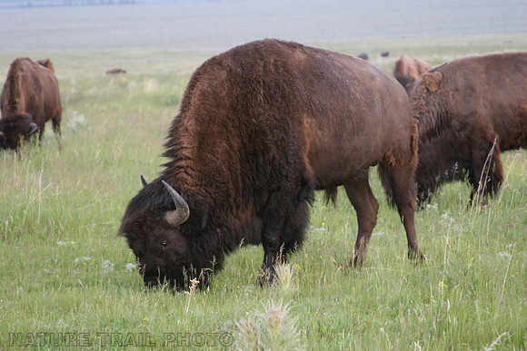 Bison