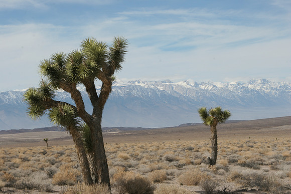 Joshua Tree