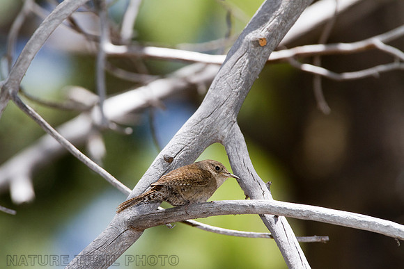 Wren