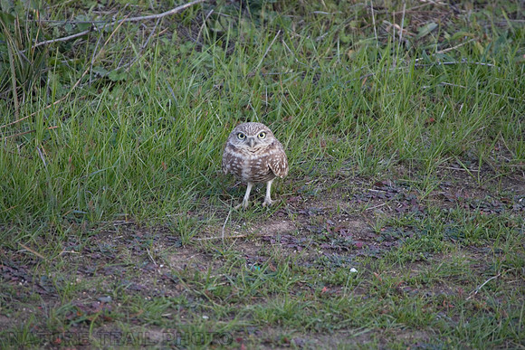 Burrowing Owl